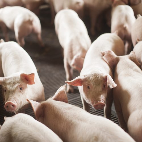 Santa Catarina bate recorde na exportação de carnes em 2024