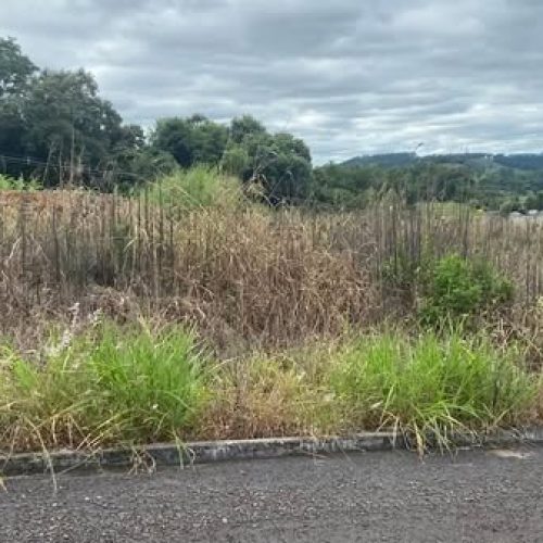 Vigilância Sanitária Intensificará Fiscalização de Terrenos Baldios